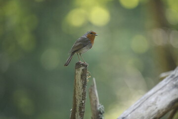 A view of a small robin bird perched on a vertical branch