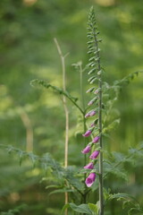 Long tall forest wild flower in the forest