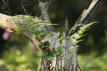 The upper part of a fern in a wild forest