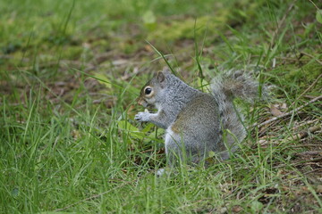 A squirrel sits and eats in the wild on the ground