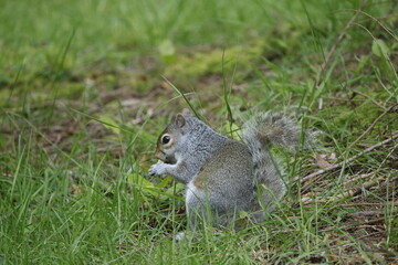 A squirrel sits and eats in the wild on the ground