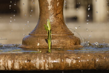 Stone fountain element with water and growing plant