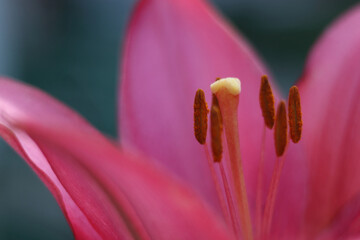 Close-up of a vibrant pink lily flower with detailed stamens and soft-focus petals. Nature macro...