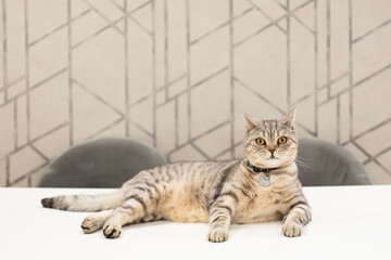 British Shorthair cat lounging against a patterned backdrop