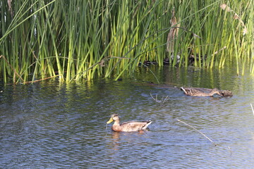 ducks on the lake