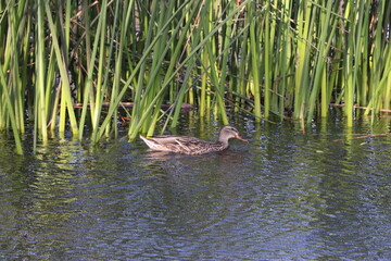 duck in the water