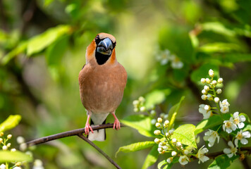 bird male grosbeak sitting on a branch of white bird cherry in spring may garden
