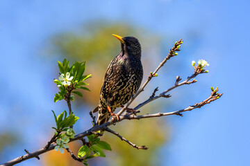 black starling sitting on a blooming branch against blue sky in spring may garden