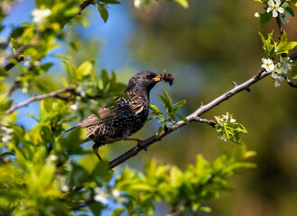 black starling sitting on a branch of a flowering tree in a spring may garden with a beak full of insects flies