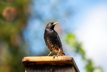 black starling sitting on bird house against blue sky in spring may garden