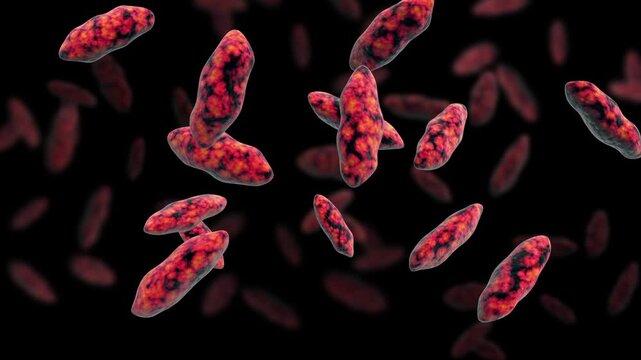 Biomedical animation of brucellosis.