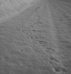 Rodent tracks along the edge of a snowy road