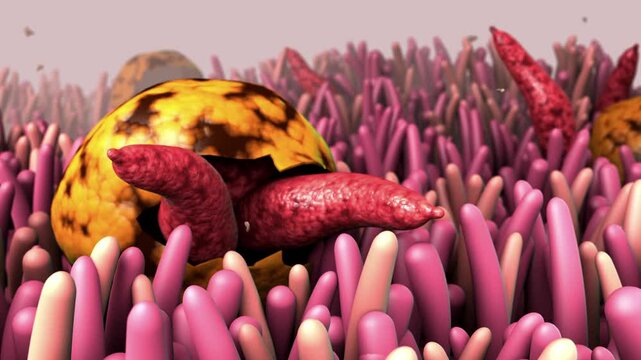 Biomedical animation of cryptosporidiosis, a parasitic disease.