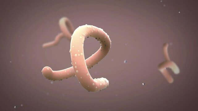 Biomedical animation of the Marburg virus.