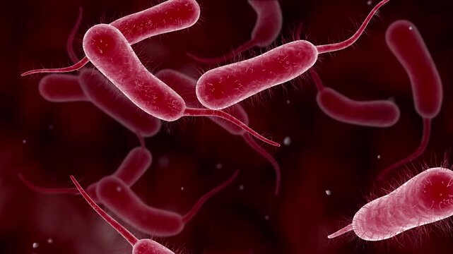 Biomedical animation of vibrio vulnificus bacteria.