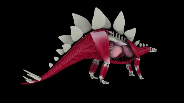 Anatomy of a Stegosaurus dinosaur rotating against a black background.