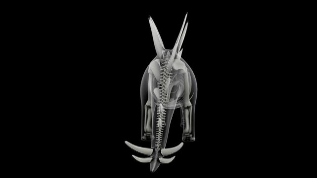 Skeletal system of a Stegosaurus dinosaur, animation.