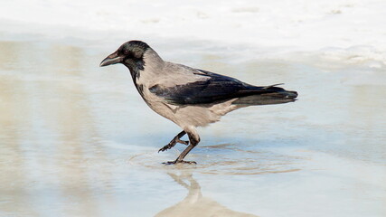 black and white bird