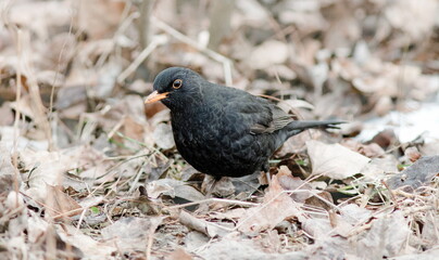 black winged blackbird