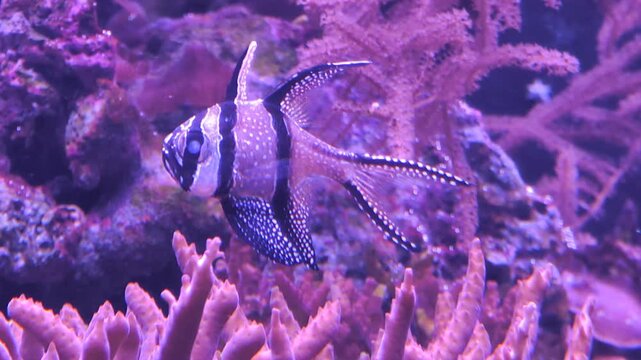 Un poisson exotique nage dans un aquarium, sur fond rose, lilas et violet.
