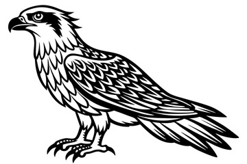 Fototapeta premium Minimalist Osprey Vector Art Design for Your Projects