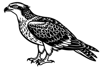 Fototapeta premium Minimalist Osprey Vector Art Design for Your Projects