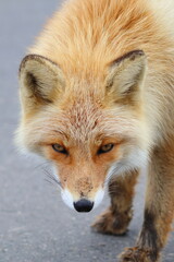 red fox