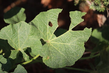Hollyhock leaf damaged by leaf-eating pests and mallow rust