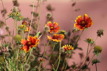Flowers of common gaillardia or blanketflower (Gaillardia aristata) in garden