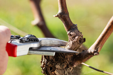 Close-up of the cut of the vine branch during pruning in winter. Traditional agriculture. Winter pruning, Guyot method.