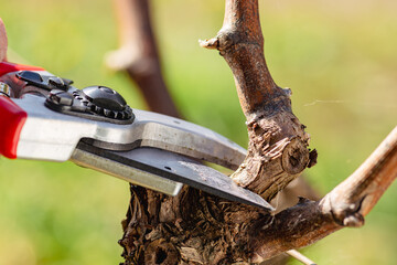 Close-up of the cut of the vine branch during pruning in winter. Traditional agriculture. Winter pruning, Guyot method.