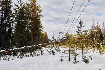 Tree impingement on high voltage lines poses electrical safety threat without conductor breakage...
