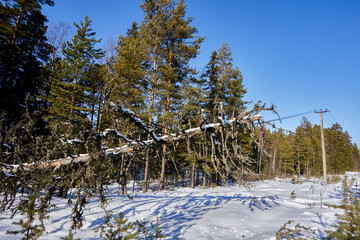 Line sag evident as fallen tree weighs down power cable conductors from rural electrical system...