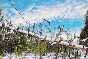 Fallen tree compromises conductors of high voltage transmission line in remote forested area,...