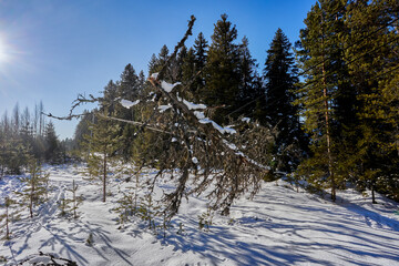 Electrocution risk substantial fallen tree touches high voltage lines vegetation management crucial...