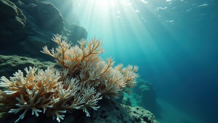 Obraz premium Sunlight illuminating an underwater coral reef affected by bleaching and climate change 