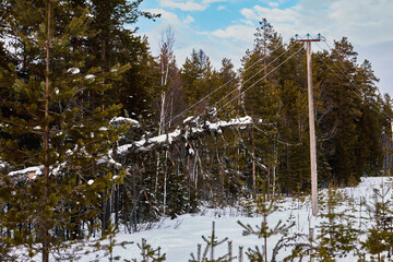 Dry pine tree fallen onto conductors of high voltage line pulls wires close to ground creating...