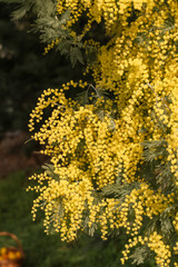 Mimosa Flowers Bloom Springtime Garden Yellow vibrant blossoms abundant display.