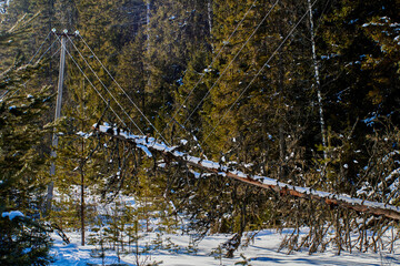Downed tree stretches conductors from power transmission tower creating hazardous proximity to...