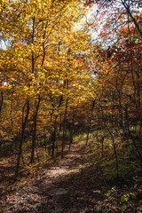 Fall colors in the trees, in the Missouri Ozarks.