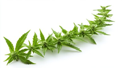 A cannabis plant aligned in an ascending line against a neutral backdrop, representing financial growth, investment, and industry success