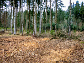 Wiederaufforstung nach Kahlschlag im Mischwald