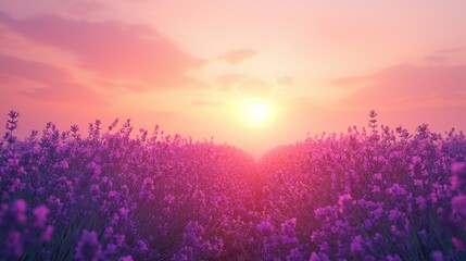 Lavender field at sunset for relaxation and meditation content backgrounds