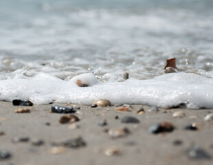 Seashells at the edge of the ocean