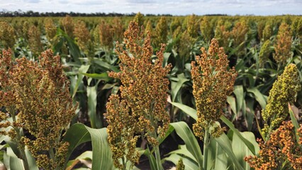 A field of sorghum plants with golden seed heads and green leaves stretching into the distance...