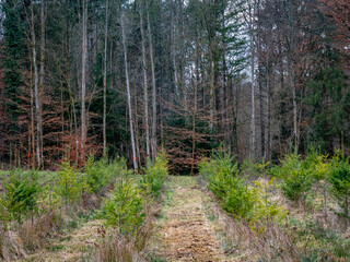 Wiederaufforstung nach Kahlschlag im Mischwald