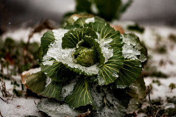 A large cabbage with ice on it
