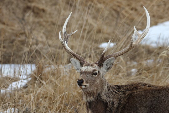 deer - Powered by Adobe