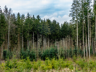 Wiederaufforstung nach Kahlschlag im Mischwald