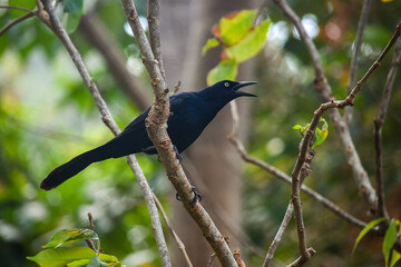 Colorful Black Bird Singing in Lush Green Forest of Sapzurro, Choco, Colombia